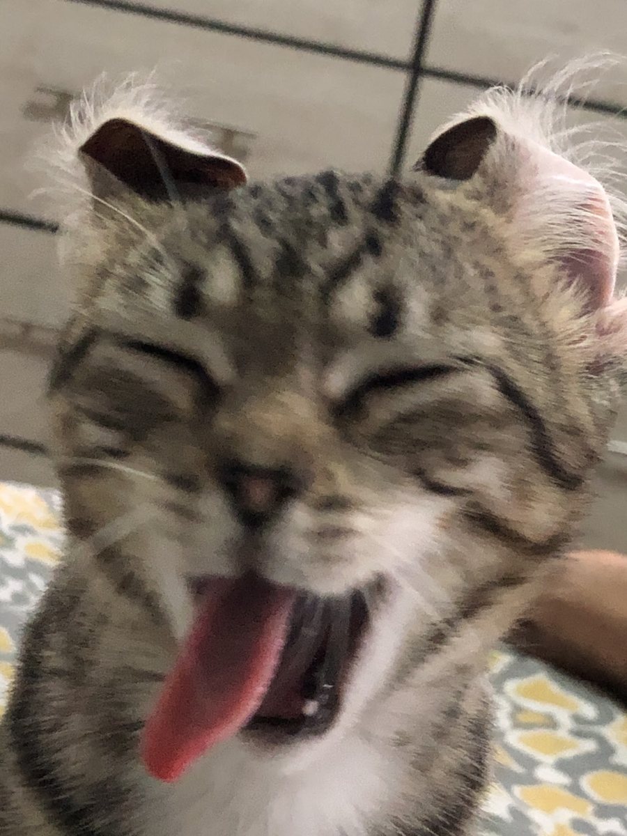 Un gatito atigrado bostezando en la consulta