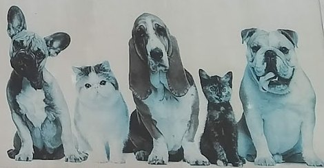 Las mascotas pintadas en su rótulo: bulldog francés, gato persa, basset, gatito y bulldog
