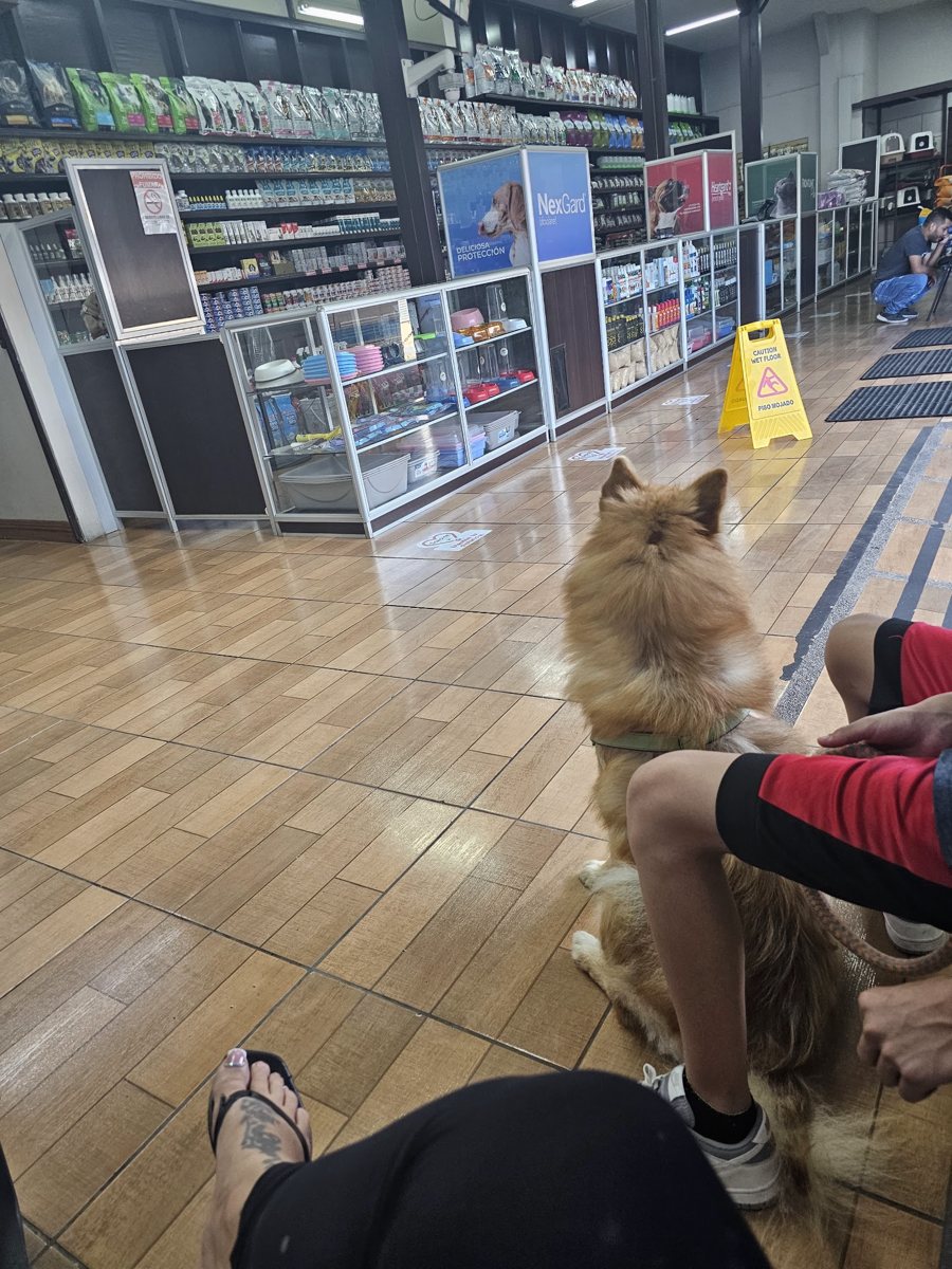 Un perro esperando su turno en la sala, piso de madera